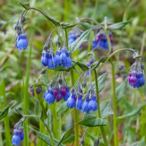 Mertensia paniculata, Tall Bluebells, Tall Lungwort, Blue Flowers, Blue Spring Flowers