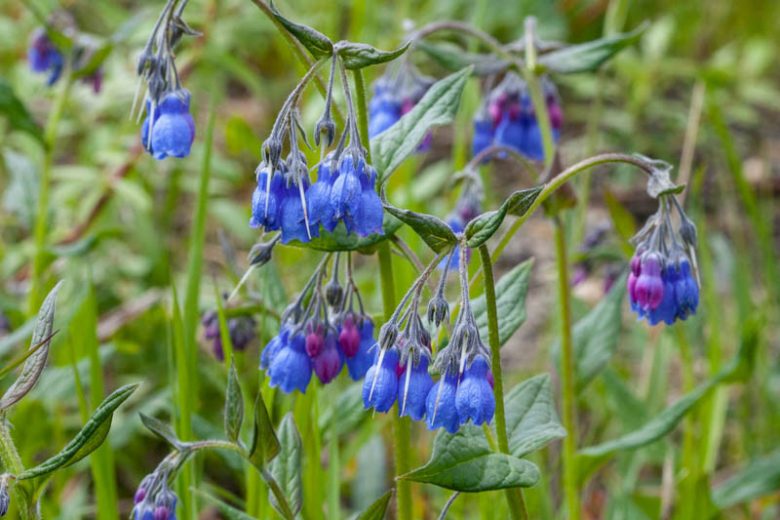 Mertensia paniculata, Tall Bluebells, Tall Lungwort, Blue Flowers, Blue Spring Flowers