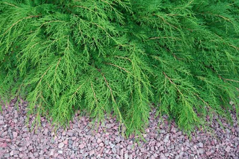 Microbiota decussata, Russian Arborvitae, Siberian Carpet Cypress, Evergreen Shrub, Evergreen Groundcover