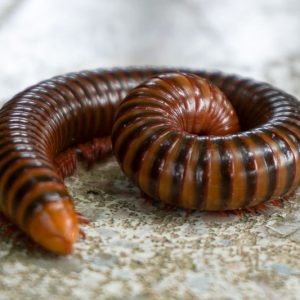 Millipede, Millipedess, Diplopoda, Beneficial Insect