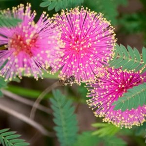 Mimosa quadrivalvis, Fourvalve Mimosa, Florida Sensitive Briar, Leptoglottis floridana, Florida Native Vine, Purple Vine