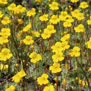 Mimulus primuloides, Primrose Monkey Flower, Yellow Creeping Monkeyflower, Creeping Yellow Monkeyflower, Yellow flowers, California natives,