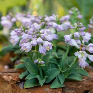Miniature Hostas, Miniatures Plantain Lilies, Small Hostas, Small Plantain Lilies, Dwarf Hostas, Dwarf Plantain Lilies,