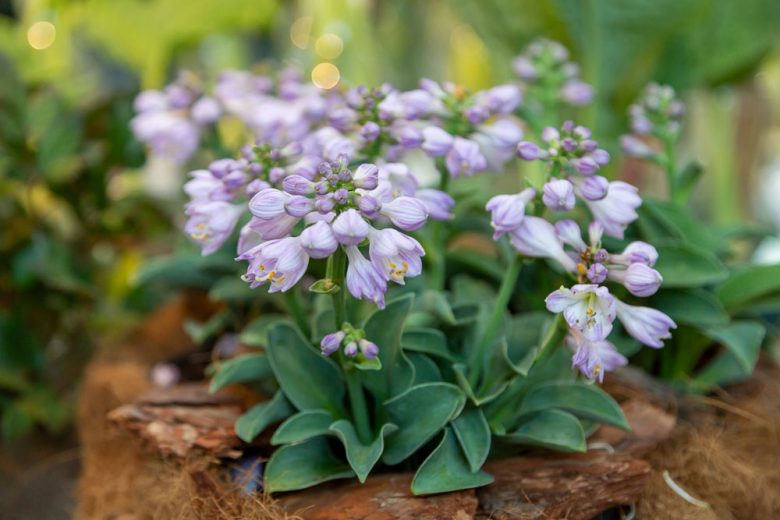 Miniature Hostas, Miniatures Plantain Lilies, Small Hostas, Small Plantain Lilies, Dwarf Hostas, Dwarf Plantain Lilies,