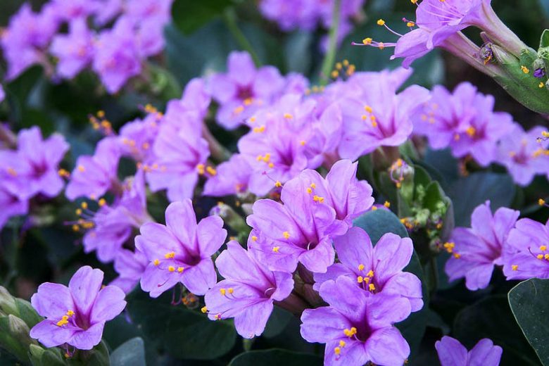 Mirabilis multiflora, Colorado Four O'Clock, Colorado Four O'Clock, Giant Four O'Clock, Purple Flowers