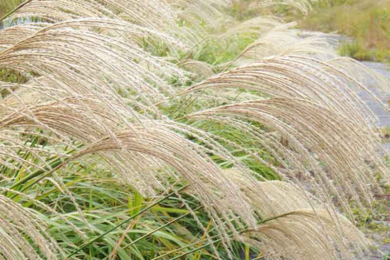 How to choose Miscanthus, How to choose Ornamental Grasses, How to choose Japanese Silver Grasses, Chinese Silver Grasses Selection Guide, Maiden Grasses Selection Guide, Eulalia Selection Guide