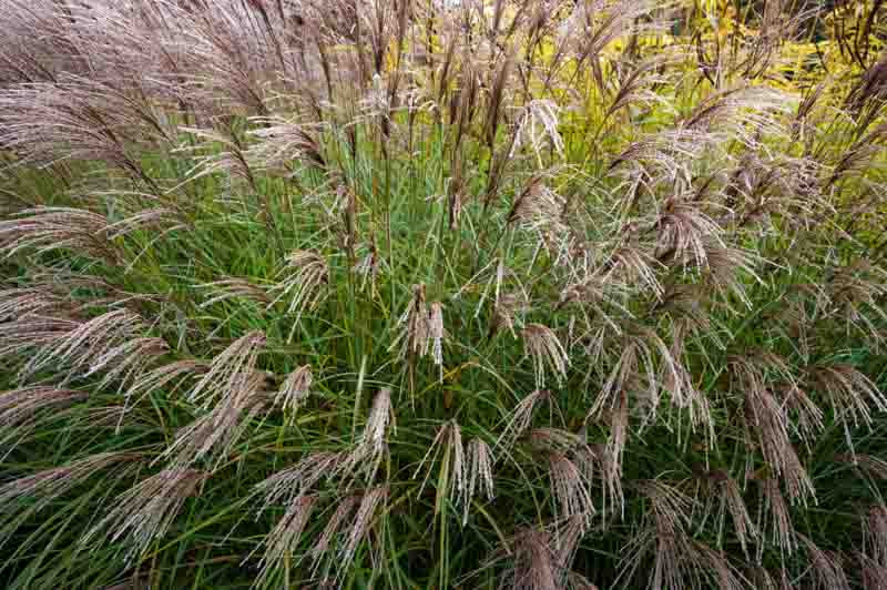 Miscanthus sinensis 'Yakushima Dwarf' (Chinese Silver Grass)
