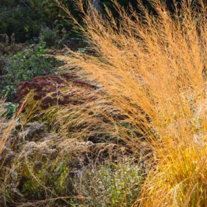 Molinia Caerulea subsp. arundinacea 'Transparent', Molinia 'Transparent', Molinia Caerulea 'Transparent', Purple Moor Grass 'Transparent', Ornamental grass, Ornamental grasses