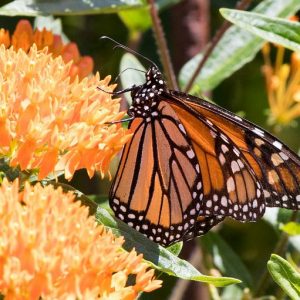 Monarch Butterflies, Monarch Plants, Pollinator Plants, Butterfly Plants, Hummingbird Plants, Bee Plants, Southeast Plants, Alabama Native Plants, Native Plants