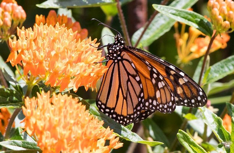 Monarch Butterflies, Monarch Plants, Pollinator Plants, Butterfly Plants, Hummingbird Plants, Bee Plants, Southeast Plants, Alabama Native Plants, Native Plants