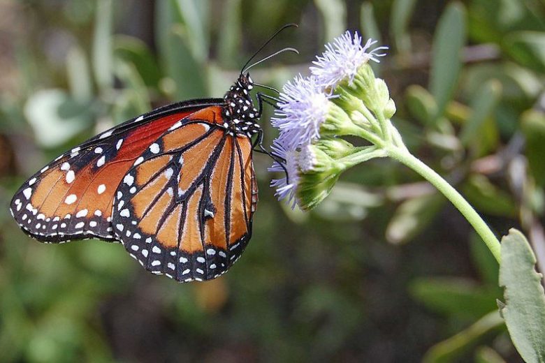 Monarch Butterflies, Monarch Plants, Pollinator Plants, Butterfly Plants, Hummingbird Plants, Bee Plants, Southwest Plants, Arizona Native Plants, Native Plants