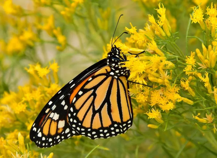 Monarch Butterflies, Monarch Plants, Pollinator Plants, Butterfly Plants, Hummingbird Plants, Bee Plants, Southeast Plants, Arkansas Native Plants, Native Plants