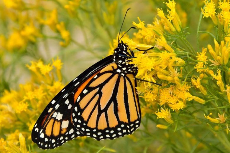Monarch Butterflies, Monarch Plants, Pollinator Plants, Butterfly Plants, Hummingbird Plants, Bee Plants, Southeast Plants, Arkansas Native Plants, Native Plants