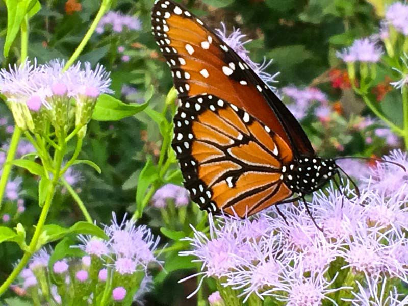 Real Blue Monarch Butterfly