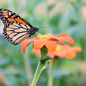 Monarch Butterflies, Monarch Plants, Pollinator Plants, Butterfly Plants, Hummingbird Plants, Bee Plants, Southeast Plants, Florida Native Plants, Native Plants