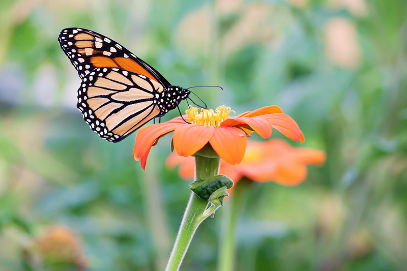 Monarch Nectar Plants for Florida