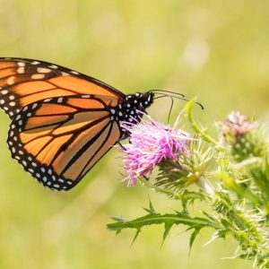 Monarch Butterflies, Monarch Plants, Pollinator Plants, Butterfly Plants, Hummingbird Plants, Bee Plants, Southeast Plants, Georgia Native Plants, Native Plants