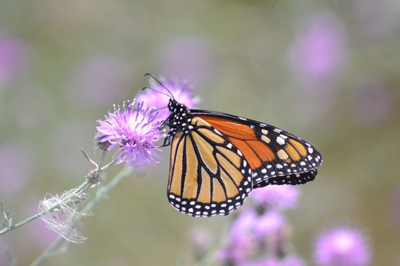 Monarch Butterflies, Monarch Plants, Pollinator Plants, Butterfly Plants, Hummingbird Plants, Bee Plants, Southwest Plants, Idaho Native Plants, Native Plants