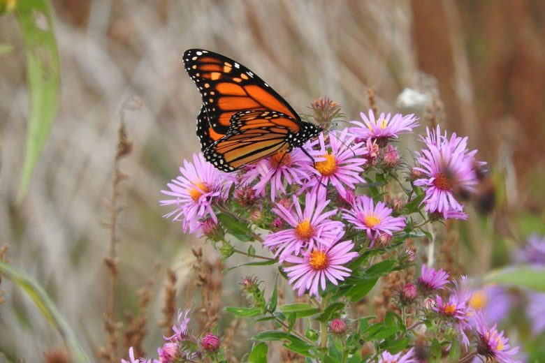 Monarch Butterflies, Monarch Plants, Pollinator Plants, Butterfly Plants, Hummingbird Plants, Bee Plants, Midwest Plants, Illinois Native Plants, Native Plants