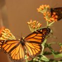 Monarch Butterflies, Monarch Plants, Pollinator Plants, Butterfly Plants, Hummingbird Plants, Bee Plants, Midwest Plants, Indiana Native Plants, Native Plants