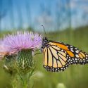 Monarch Butterflies, Monarch Plants, Pollinator Plants, Butterfly Plants, Hummingbird Plants, Bee Plants, Midwest Plants, Iowa Native Plants, Native Plants