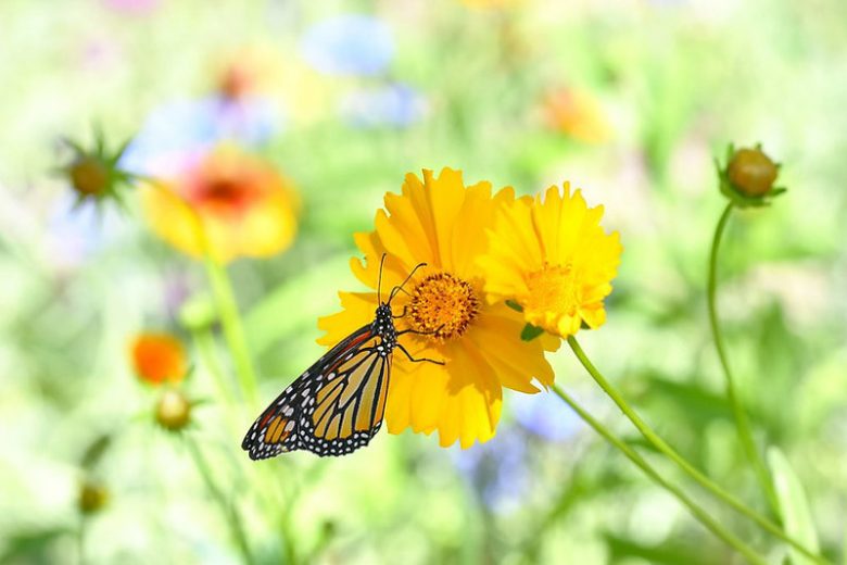 Monarch Butterflies, Monarch Plants, Pollinator Plants, Butterfly Plants, Hummingbird Plants, Bee Plants, Southeast Plants, Louisiana Native Plants, Native Plants