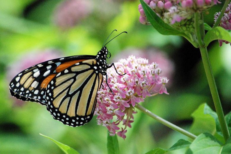 Monarch Butterflies, Monarch Plants, Pollinator Plants, Butterfly Plants, Hummingbird Plants, Bee Plants, New England Plants, Maine Native Plants, Native Plants