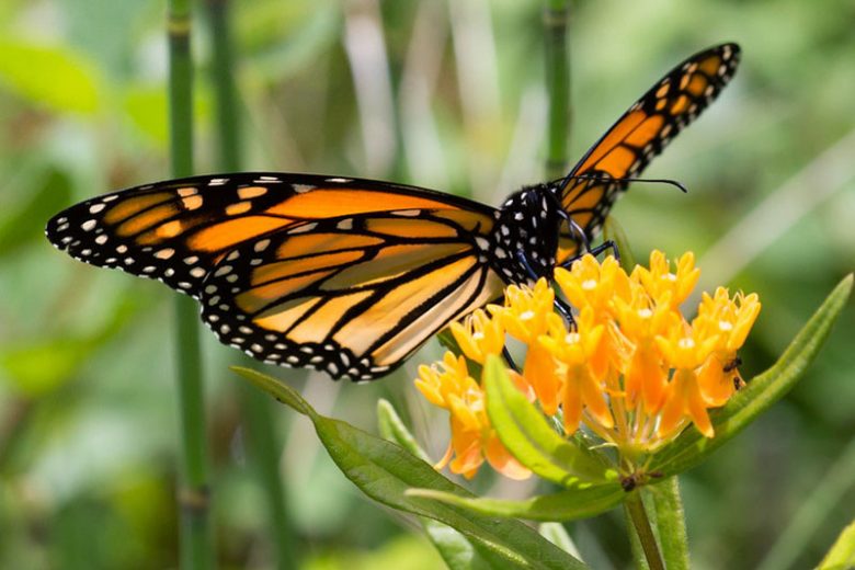 Monarch Butterflies, Monarch Plants, Pollinator Plants, Butterfly Plants, Hummingbird Plants, Bee Plants, Mid-Atlantic Plants, Maryland Native Plants, Native Plants