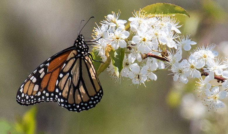 Monarch Butterflies, Monarch Plants, Pollinator Plants, Butterfly Plants, Hummingbird Plants, Bee Plants, New England Plants, Massachusetts Native Plants, Native Plants