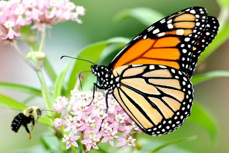 Monarch Butterflies, Monarch Plants, Pollinator Plants, Butterfly Plants, Hummingbird Plants, Bee Plants, Midwest Plants, Michigan Native Plants, Native Plants