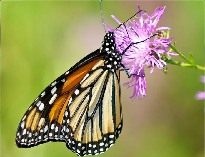Monarch Butterflies, Monarch Plants, Pollinator Plants, Butterfly Plants, Hummingbird Plants, Bee Plants, Midwest Plants, Minnesota Native Plants, Native Plants