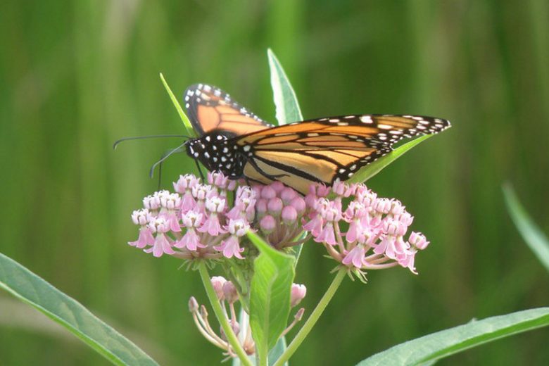 Monarch Butterflies, Monarch Plants, Pollinator Plants, Butterfly Plants, Hummingbird Plants, Bee Plants, Southeast Plants, Mississippi Native Plants, Native Plants