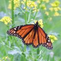 Monarch Butterflies, Monarch Plants, Pollinator Plants, Butterfly Plants, Hummingbird Plants, Bee Plants, Midwest Plants, Missouri Native Plants, Native Plants