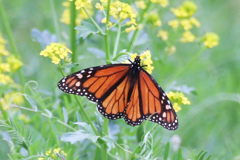 Monarch Butterflies, Monarch Plants, Pollinator Plants, Butterfly Plants, Hummingbird Plants, Bee Plants, Midwest Plants, Missouri Native Plants, Native Plants
