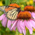 Monarch Butterflies, Monarch Plants, Pollinator Plants, Butterfly Plants, Hummingbird Plants, Bee Plants, Midwest Plants, Nebraska Native Plants, Native Plants