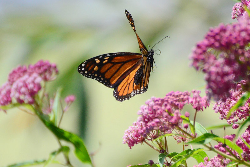 Shady Shores Monarch Butterfly Garden Path