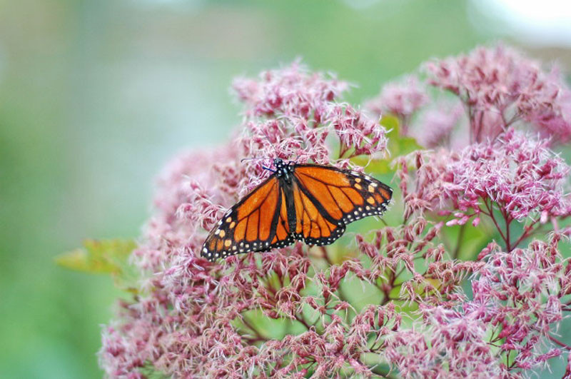 Monarch Nectar Plants for New Jersey