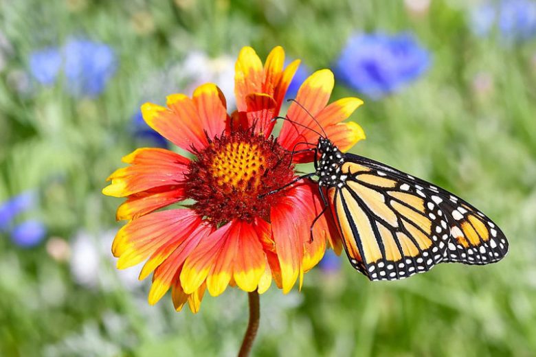 Monarch Butterflies, Monarch Plants, Pollinator Plants, Butterfly Plants, Hummingbird Plants, Bee Plants, Southwest Plants, New Mexico Native Plants, Native Plants