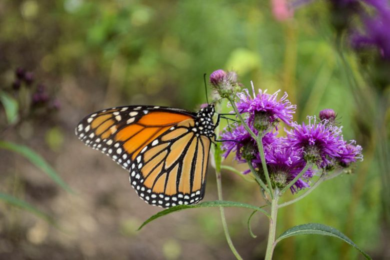 Monarch Butterflies, Monarch Plants, Pollinator Plants, Butterfly Plants, Hummingbird Plants, Bee Plants, Northeast Plants, New-York Native Plants, Native Plants