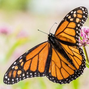 Monarch Butterflies, Monarch Plants, Pollinator Plants, Butterfly Plants, Hummingbird Plants, Bee Plants, Southeast Plants, North Carolina Native Plants, Native Plants