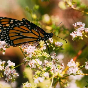 Monarch Butterflies, Monarch Plants, Pollinator Plants, Butterfly Plants, Hummingbird Plants, Bee Plants, Southwest Plants, Northern California Native Plants, Native Plants