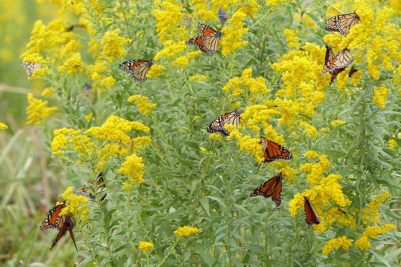 Monarch Butterflies, Monarch Plants, Pollinator Plants, Butterfly Plants, Hummingbird Plants, Bee Plants, Southeast Plants, Oklahoma Native Plants, Native Plants