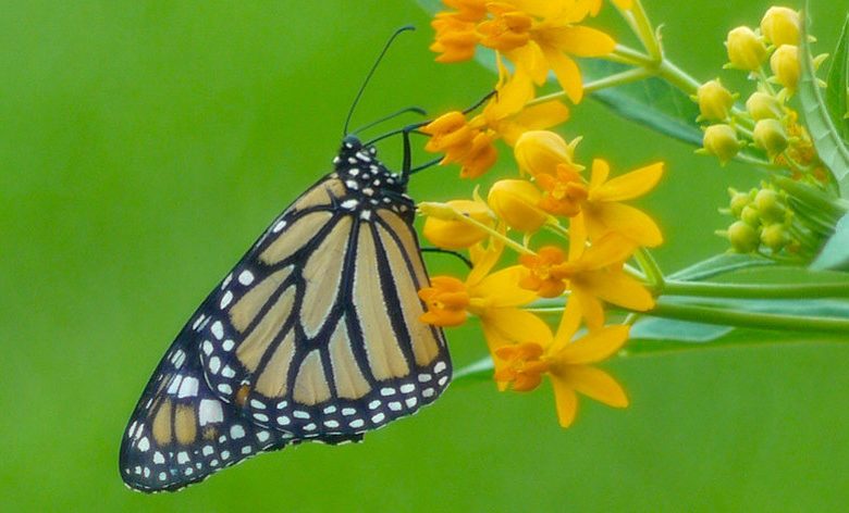 Monarch Butterflies, Monarch Plants, Pollinator Plants, Butterfly Plants, Hummingbird Plants, Bee Plants, New England Plants, Rhode Island Native Plants, Native Plants