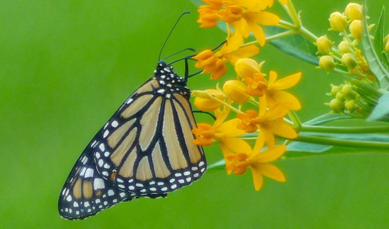 Ways To Help The Troubled Monarch Butterflies, 60% OFF