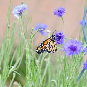 Monarch Butterflies, Monarch Plants, Pollinator Plants, Butterfly Plants, Hummingbird Plants, Bee Plants, Southeast Plants, South Carolina Native Plants, Native Plants