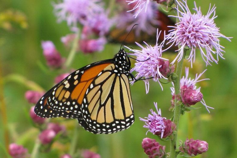 Monarch Butterflies, Monarch Plants, Pollinator Plants, Butterfly Plants, Hummingbird Plants, Bee Plants, Midwest Plants, South Dakota Native Plants, Native Plants