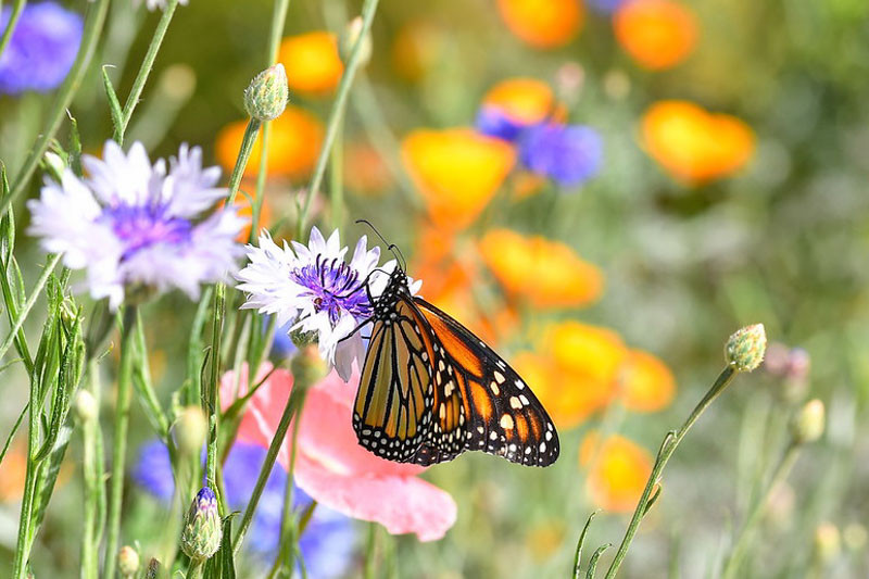 Monarch Butterflies, Monarch Plants, Pollinator Plants, Butterfly Plants, Hummingbird Plants, Bee Plants, Southeast Plants, Tennessee Native Plants, Native Plants