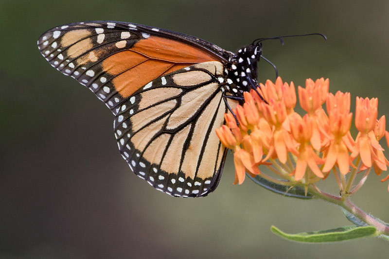 Monarch Nectar Plants for Texas