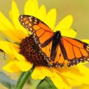 Monarch Butterflies, Monarch Plants, Pollinator Plants, Butterfly Plants, Hummingbird Plants, Bee Plants, Southwest Plants, Utah Native Plants, Native Plants
