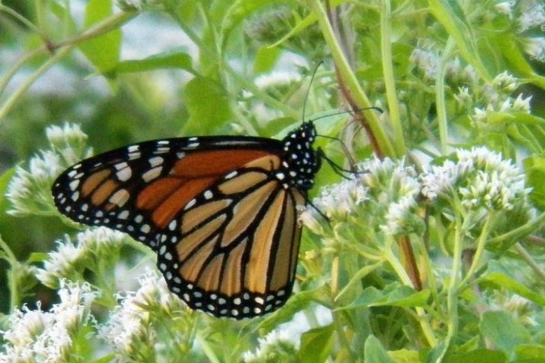 Monarch Butterflies, Monarch Plants, Pollinator Plants, Butterfly Plants, Hummingbird Plants, Bee Plants, Pacific Northwest Plants, Washington Native Plants, Native Plants